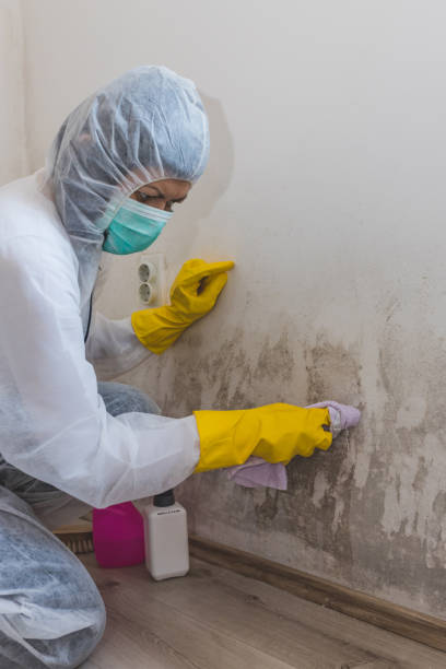 Best Environmental Consulting for Mold Prevention  in Rockville, MD
